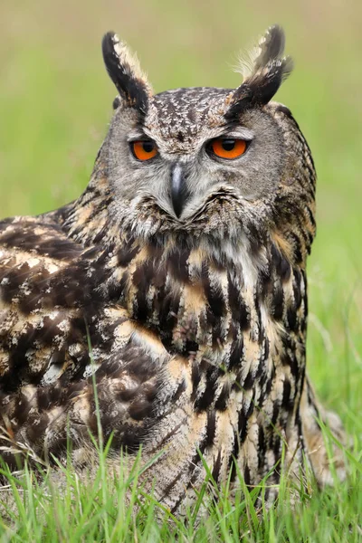 Eurasian eagle-owl close up view — Stock Photo, Image