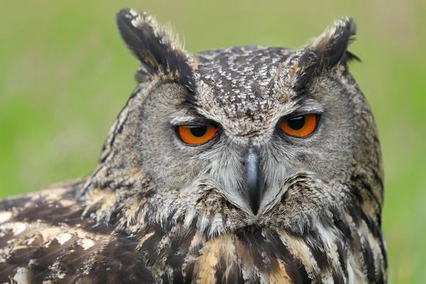 Eurasian eagle-owl close up view — Stock Photo, Image