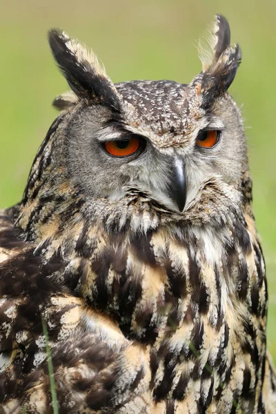 Eurasiatica aquila-gufo vista da vicino — Foto Stock