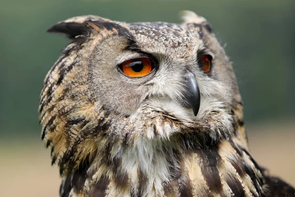 Eurasian eagle-owl close up view — Stock Photo, Image