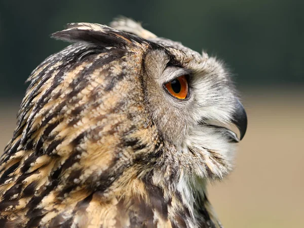 Ευρασιατική eagle-κουκουβάγια κλείνω πάνω θέα — Φωτογραφία Αρχείου