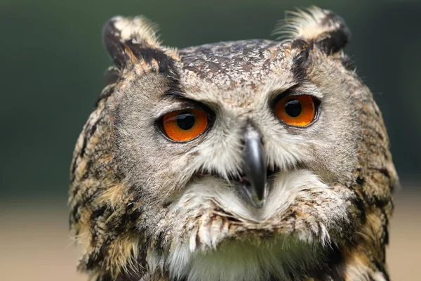 Eurasian eagle-owl close up view — Stock Photo, Image