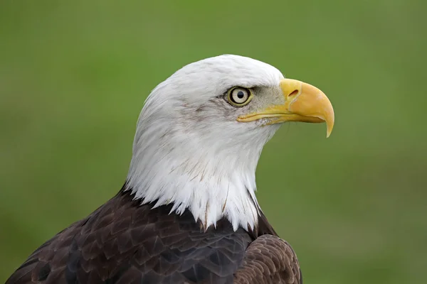 Білоголовий орлан голова — стокове фото
