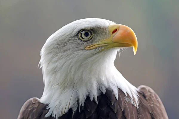 Cabeza de águila calva — Foto de Stock