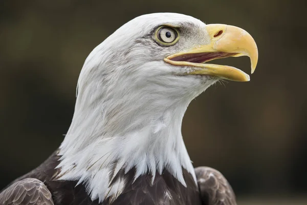 Testa di aquila calva — Foto Stock