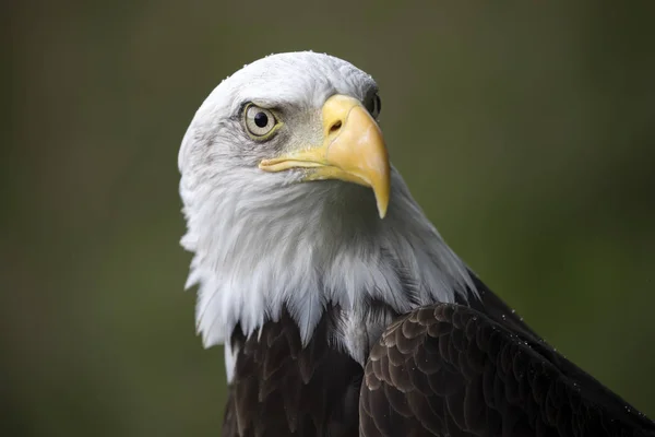 Testa di aquila calva — Foto Stock