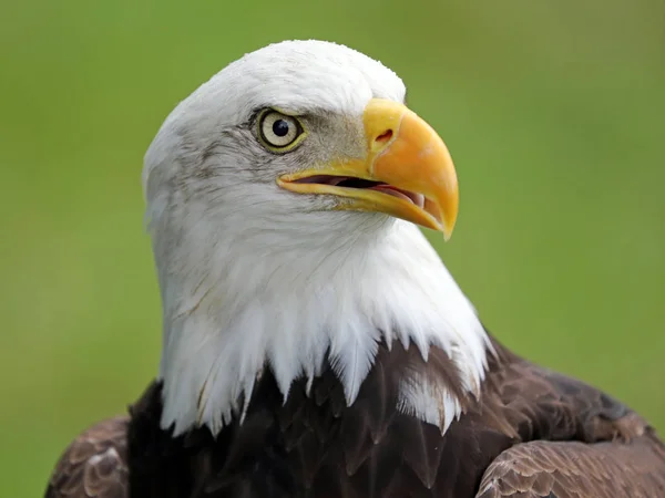 Huvudskallig örn — Stockfoto