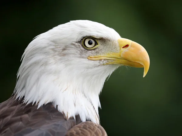 Testa di aquila calva — Foto Stock