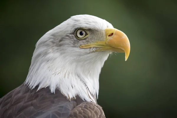 Tête d'aigle chauve — Photo