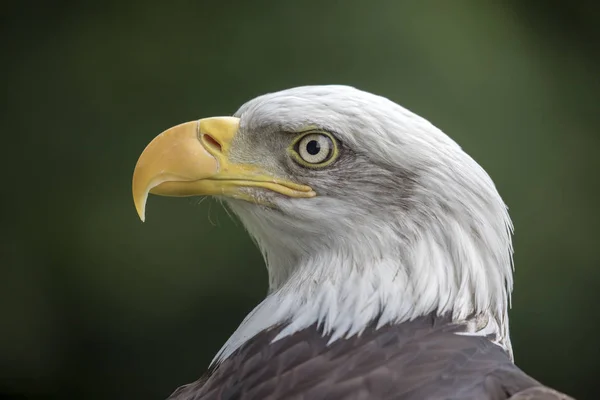 Bald Eagle head — Stock Photo, Image