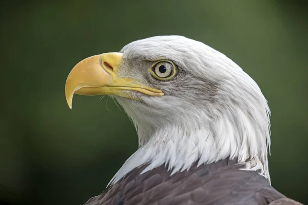 Cabeza de águila calva — Foto de Stock