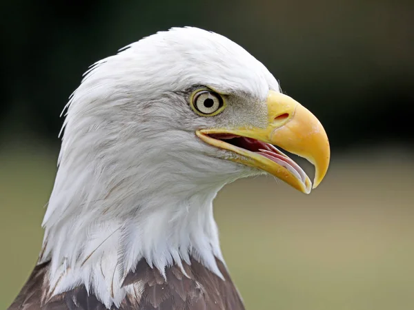 Testa di aquila calva — Foto Stock