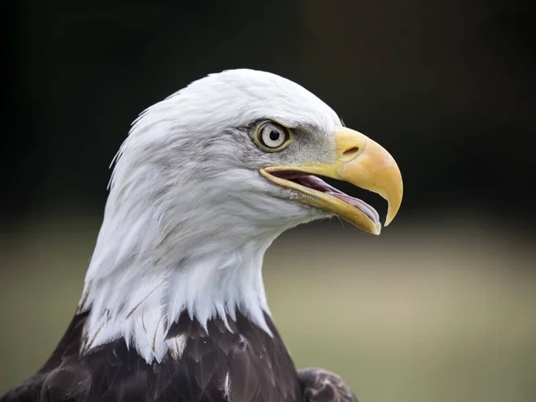 Cabeça de águia careca — Fotografia de Stock