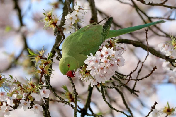 Τριαντάφυλλο-δακτυλιώθηκε parakeet — Φωτογραφία Αρχείου