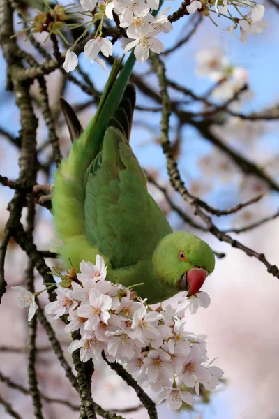 Τριαντάφυλλο-δακτυλιώθηκε parakeet — Φωτογραφία Αρχείου