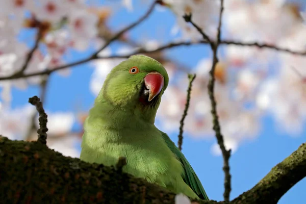 Gül halkalı muhabbet kuşu — Stok fotoğraf