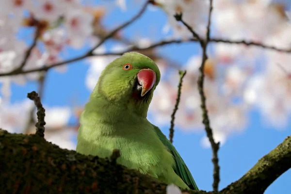 Rose-ringed parakeet — Stock Photo, Image