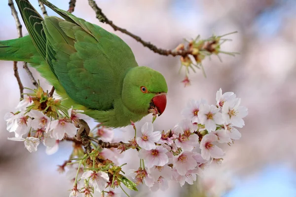 Τριαντάφυλλο-δακτυλιώθηκε parakeet — Φωτογραφία Αρχείου