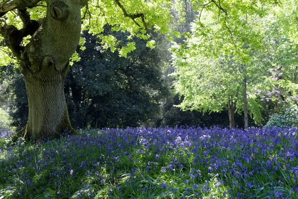 Frische Frühlingsblumen Park — Stockfoto