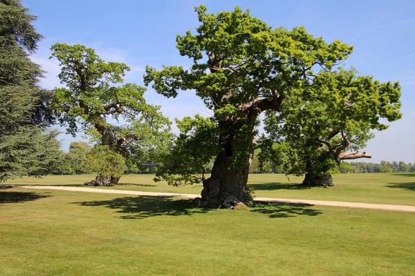 Foresta verde di Sherwood — Foto Stock