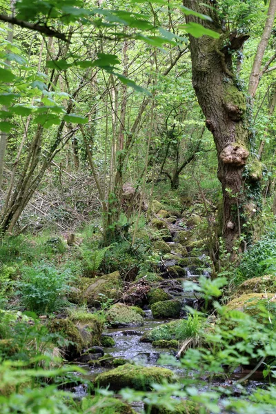 Yeşil bahar ormandaki nehir dağ