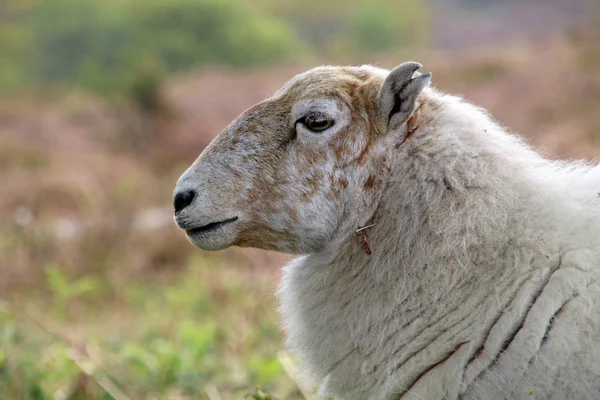 Schattige fluffy schapen — Stockfoto