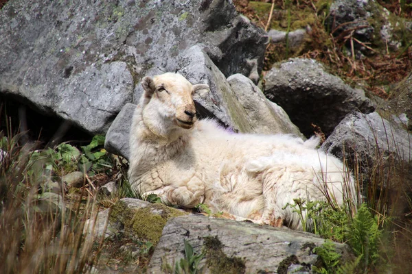 かわいいふわふわの羊 — ストック写真