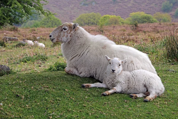 Roztomilý nadýchané ovcí — Stock fotografie