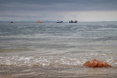 Denizanası kum plaj