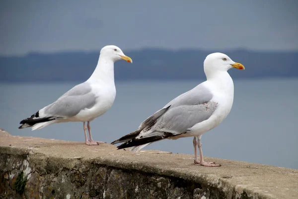 Vilda seagull fåglar — Stockfoto