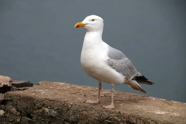 View of seagull at waterfront — Stock Photo, Image