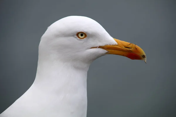 Vista da gaivota à beira-mar — Fotografia de Stock