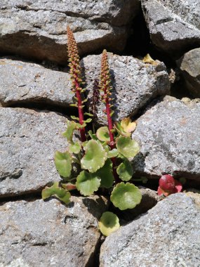 çiçekleri taşlar, yakın çekim