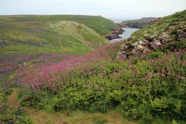 Skomer ada manzara 