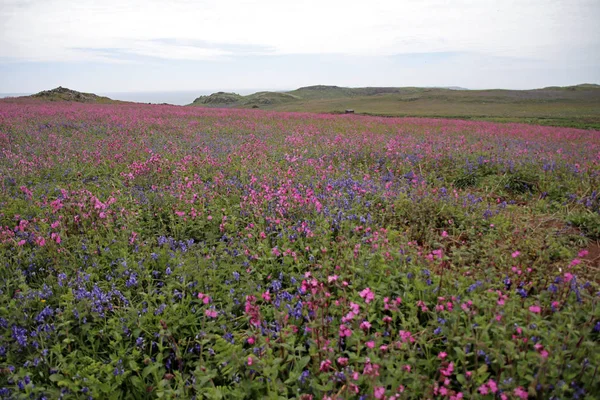 Skomer skärgårdslandskap — Stockfoto