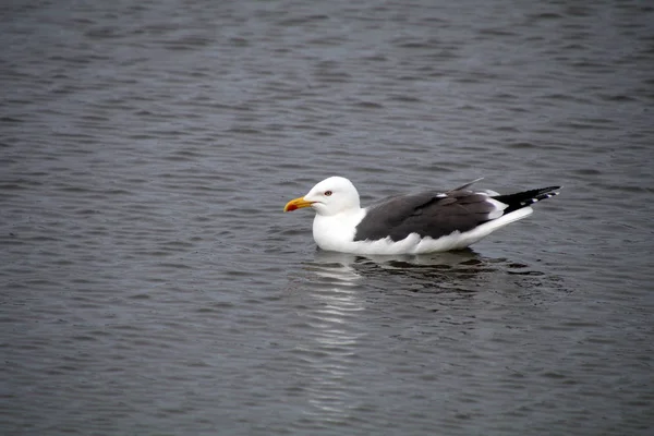 iskelede martı kuşu