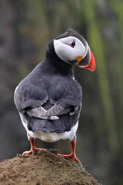 Puffin uccello a natura — Foto Stock