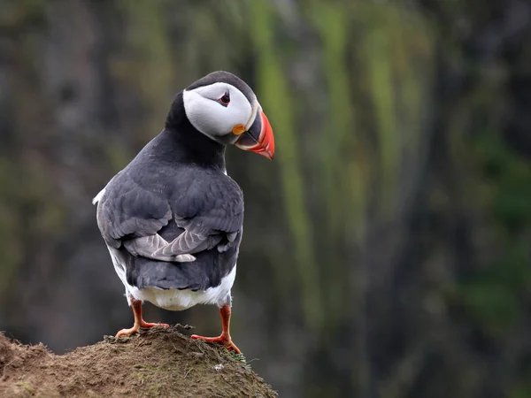 자연에서 puffin 새 — 스톡 사진