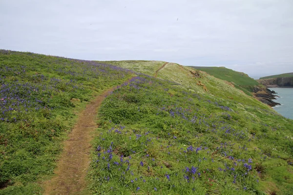 Skomer Island landscape — Stock Photo, Image