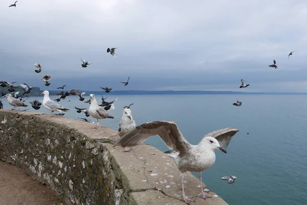 Vilda seagull fåglar — Stockfoto