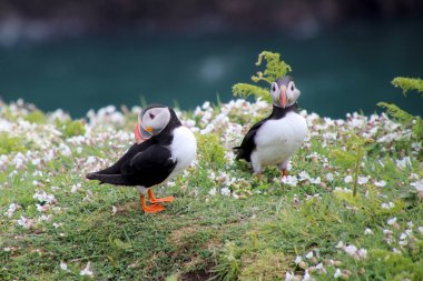 Doğa martı kuşları