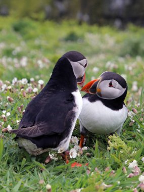 Doğa martı kuşları