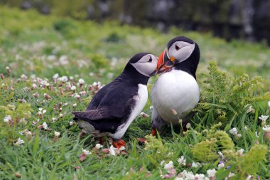 Doğa martı kuşları