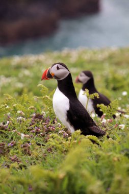 Doğa martı kuşları