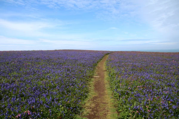 Skomer skärgårdslandskap — Stockfoto