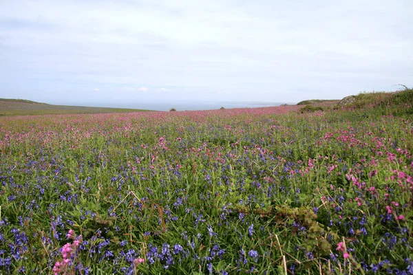 Skomer skärgårdslandskap — Stockfoto