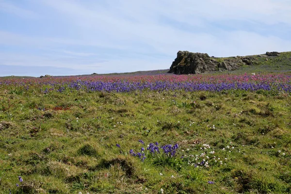 Skomer skärgårdslandskap — Stockfoto