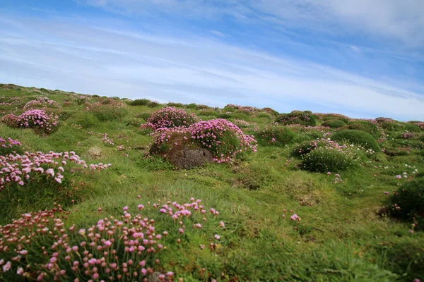 Skomer eiland landschap — Stockfoto