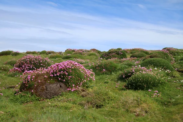 Skomer skärgårdslandskap — Stockfoto