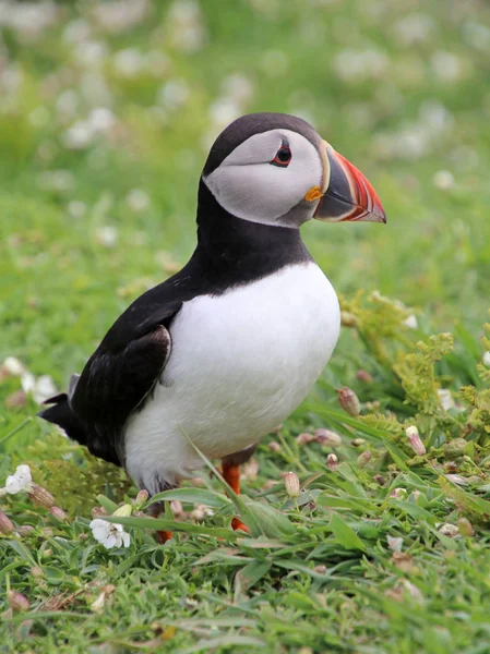 Pássaro de puffin em natureza — Fotografia de Stock